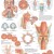 3B Scientific Anatomical Chart - Larynx, Laminated