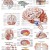3B Scientific Anatomical Chart - Human Brain, Laminated