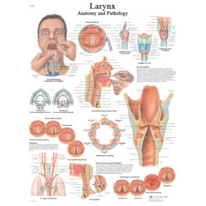 3B Scientific Anatomical Chart - Larynx, Laminated