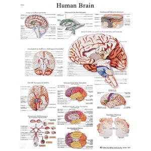 3B Scientific Anatomical Chart - Human Brain, Laminated